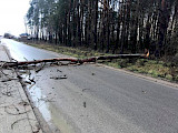 Powalone drzewo na drodze  (FOTO)