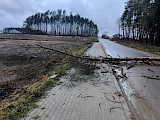 Powalone drzewo na drodze  (FOTO)