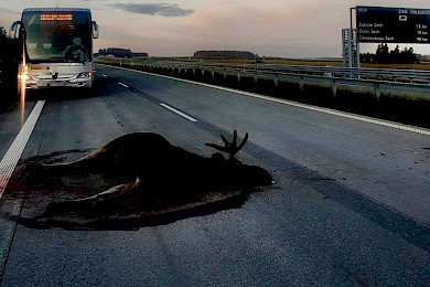 Zderzenie autokaru z łosiem