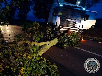 Silny wiatr powalił drzewo  [FOTO]