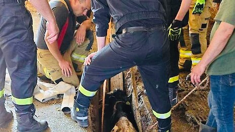 Trzy krowy wpadły do szamba  [FOTO]