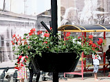 Ogromne kolorowe donice na Starym Rynku  (FOTO)